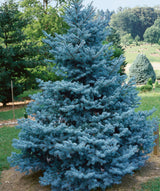 Bacheri Colorado Spruce